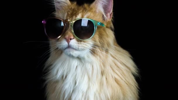 piękny kot fajne z okulary pozowanie i rozglądając się - Materiał filmowy, wideo