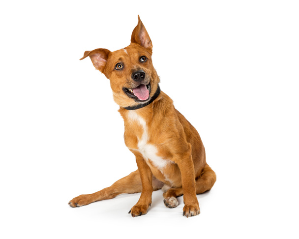Змішані маленькі породи коричневий собака з відкритим ротом і щасливим збудженим виразом, сидячи на білому і дивлячись вгору
 - Фото, зображення