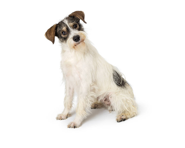 Симпатичный маленький Джек Рассел Терьер смешанной породы собака сидит в стороне на белом и смотрит в камеру с наклонной головой
 - Фото, изображение