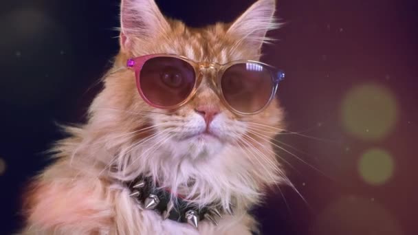 schöne coole Katze mit Sonnenbrille posiert und schaut sich um - Filmmaterial, Video