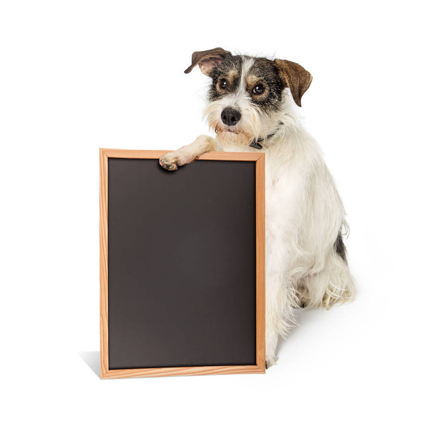 Bonito misto pequena raça de pêlo fio cão terrier segurando uma placa de giz preto em branco com espaço para texto
 - Foto, Imagem