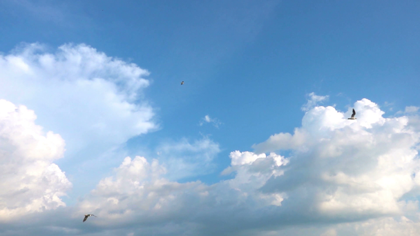 Een kudde van meeuwen vliegen tegen de mooie bewolkte hemel, slow-motion - Video
