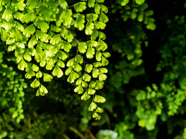 schwarzer Maidenhaarfarn oder Maidenhaarfarnpflanze, grüne Natur hinterlässt Hintergrund - Foto, Bild