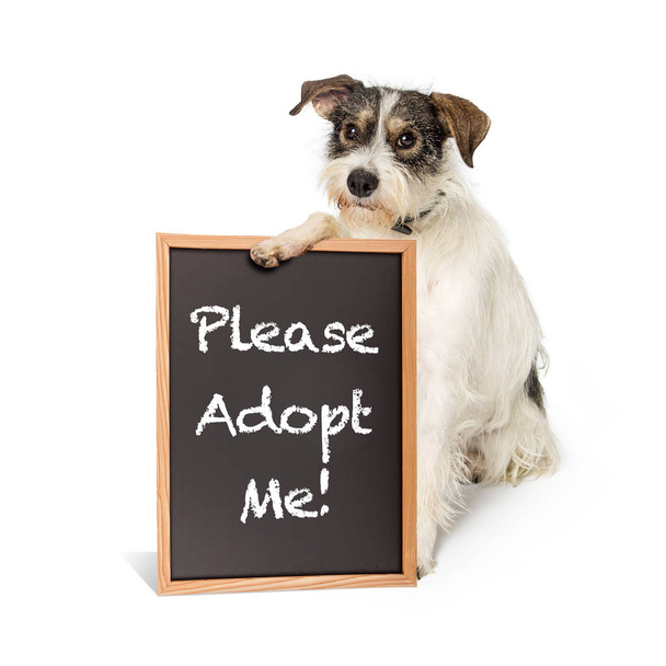 Χαριτωμένο τεριέ κραμβέλαιο σκυλί με θλιβερή έκφραση κρατώντας μια πινακίδα Μαυροπίνακας με παρακαλώ υιοθετώ εμένα γραμμένη με κιμωλία - Φωτογραφία, εικόνα