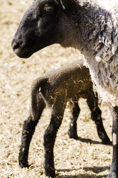 Lamb and ewe - 写真・画像