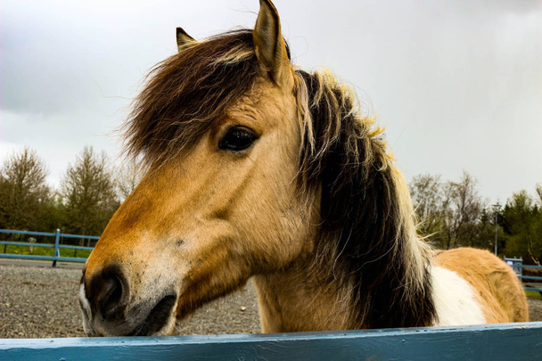 Adorable caballo peludo islandés
 - Foto, Imagen