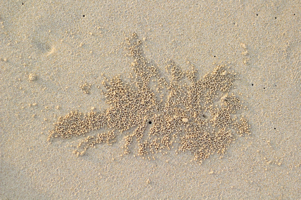 Otwory kraby na plaży piasek - dom Duch kraba, piasek płuczki kraba. - Zdjęcie, obraz