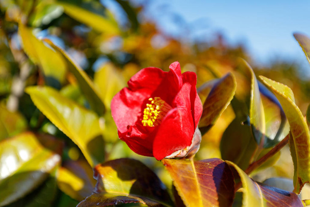 Japonské kamélie v jarní sezóně - Fotografie, Obrázek