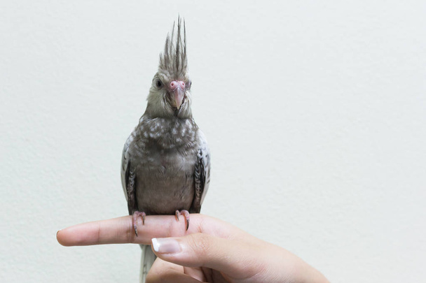 Baby gray cockatiel bird on finger female, copy space with cement wall background. - Photo, Image