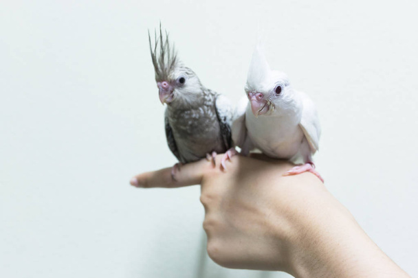Baby gray and white cockatiel birds on finger female, copy space with cement wall background. - Photo, Image