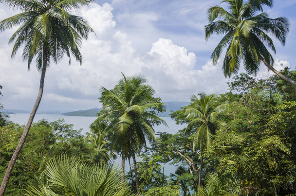 The beautiful landscape palm trees  and sea of Andaman and the Nicobar Islands in India - Fotografie, Obrázek