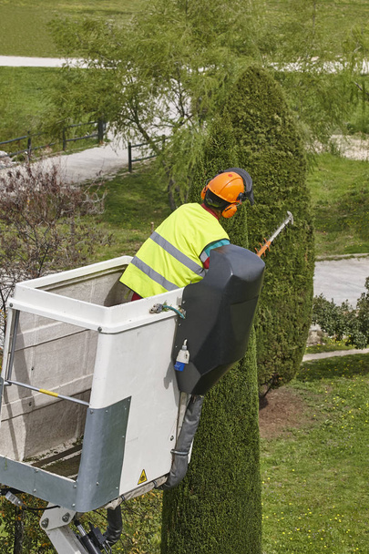 Pracownika obejmują przycinania drzewa na dźwigu. Prace ogrodnicze - Zdjęcie, obraz