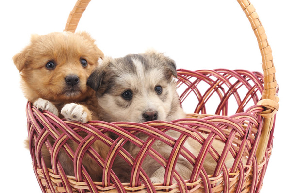 Puppies in a basket isolated on a white background. - 写真・画像