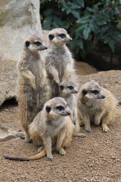 Gruppe von Suricata-Tieren als nettes Familienfoto - Foto, Bild