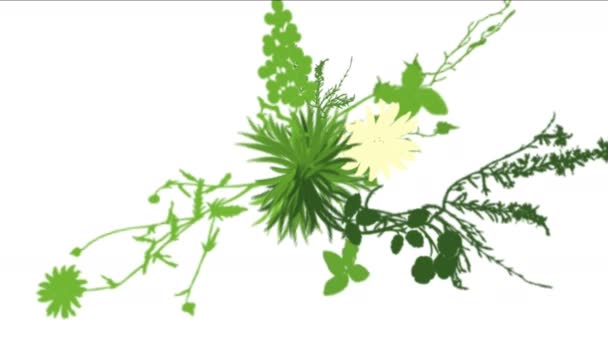 4 k καταπράσινο λουλούδι φύλλα καλλιέργειες θάμνοι θάμνους φυτεψετε τη χλόη που αυξάνεται. - Πλάνα, βίντεο