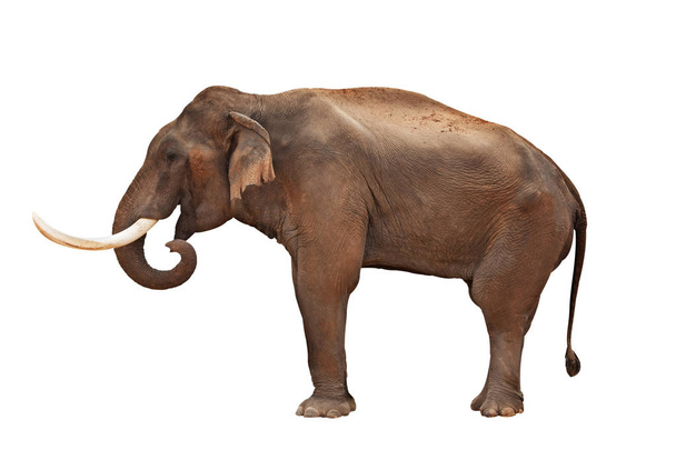 Elefantti eristetty
 - Valokuva, kuva