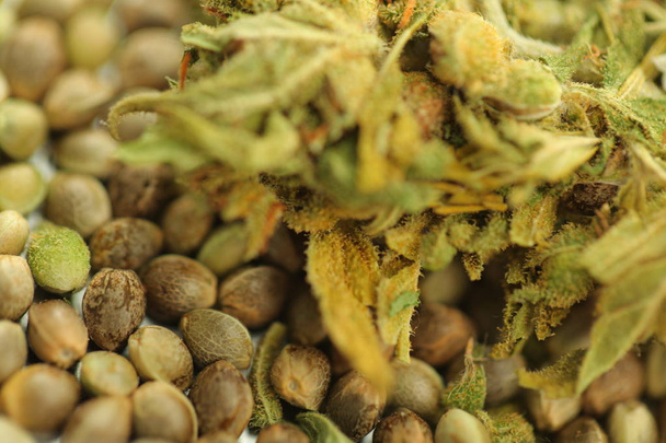 cannabis oil cbd hemp  - Photo, Image