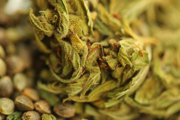 semillas de cannabis cáñamo cbd
 - Foto, imagen