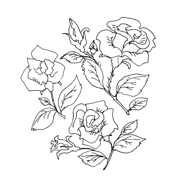 Hand drawn roses seamless pattern. Design element for greeting cards or posters. - Vettoriali, immagini