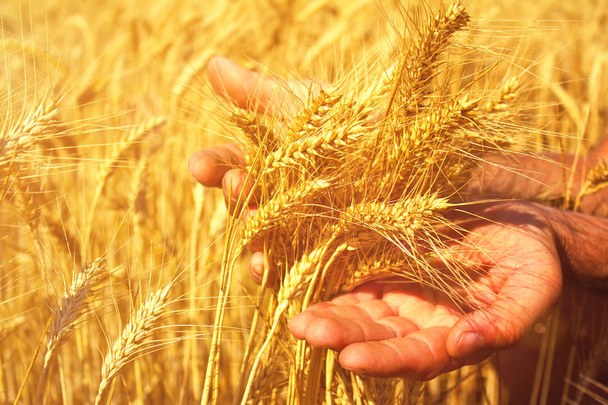  Пшеница в руках
 - Фото, изображение