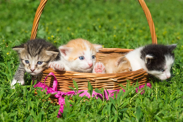 A small red kitten is sitting in a basket - Photo, image
