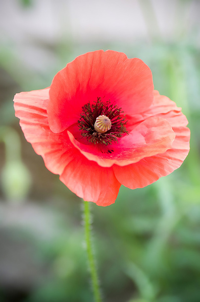 poppy flower - Foto, Imagen