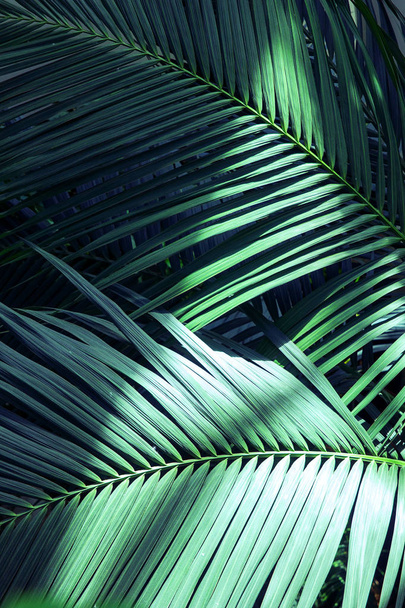 Beautiful of fern tropical leaves - Foto, Imagem