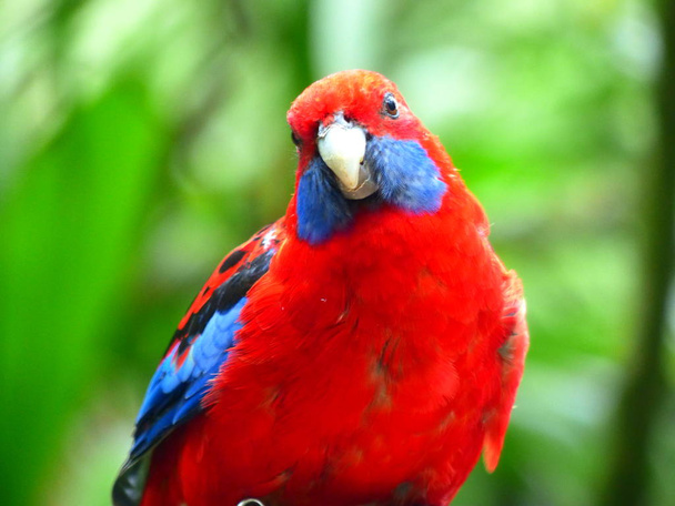 緑の熱帯林の背景に美しい熱帯鳥. - 写真・画像