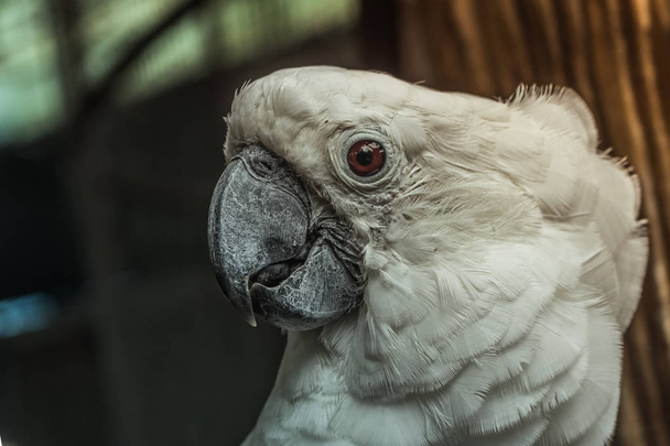 Zamknięty ptak biały ara wokół z naturalnego tła - Zdjęcie, obraz