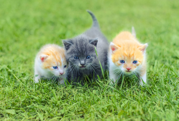 Τρία χαριτωμένα γατάκια λίγο περπάτημα σε ένα πράσινο γρασίδι στον κήπο. - Φωτογραφία, εικόνα
