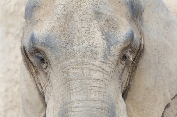 Elephant - Fotografie, Obrázek