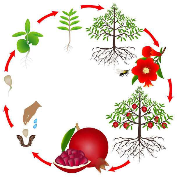 Lebenszyklus eines Granatapfelbaums auf weißem Hintergrund. - Vektor, Bild