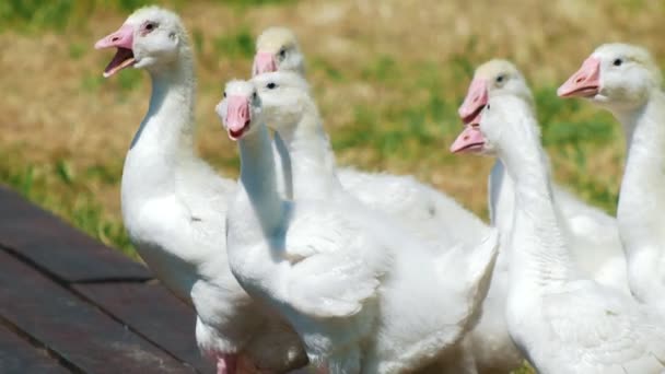 Kudde van witte ganzen gedomesticeerde dieren in het park op grasveld - Video