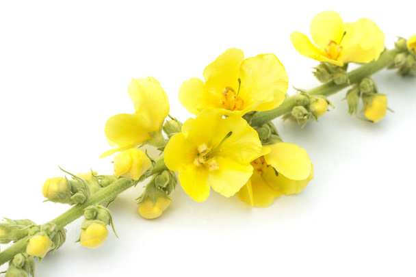Verbascum thapsus sarı çiçekler, büyük sığırkuyruğu veya ortak sığırkuyruğu çiçek açan, beyaz arka plan üzerinde izole - Fotoğraf, Görsel