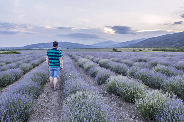 Man looking at the sunset over the beautiful lavender field with mountains in the background - Fotó, kép