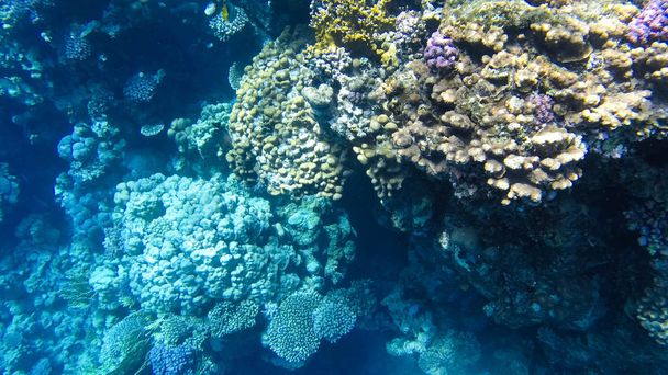 Foto de peixes e corais no mar vermelho no Egito
. - Foto, Imagem
