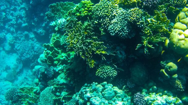 Photo de poissons et coraux dans la mer rouge en Egypte
. - Photo, image