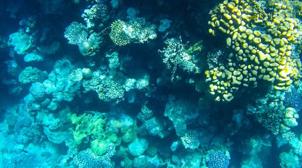 Foto von Fischen und Korallen im Roten Meer in Ägypten. - Foto, Bild