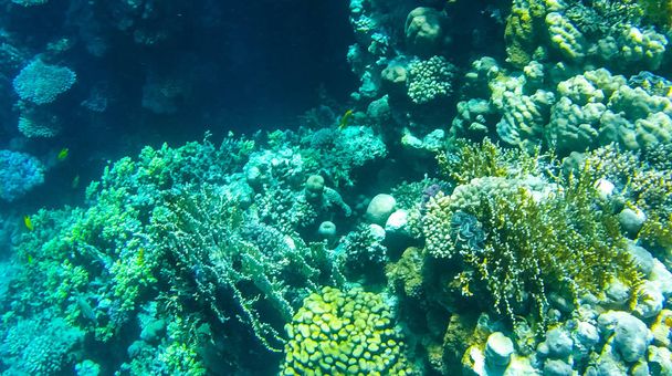 Photo de poissons et coraux dans la mer rouge en Egypte
. - Photo, image