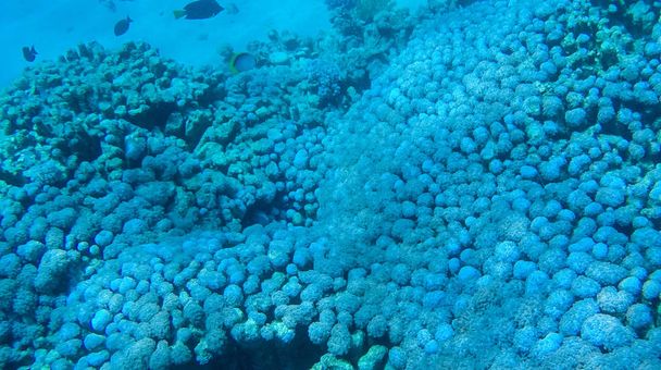 Kuva kaloista ja koralleista punaisella merellä Egyptissä
. - Valokuva, kuva