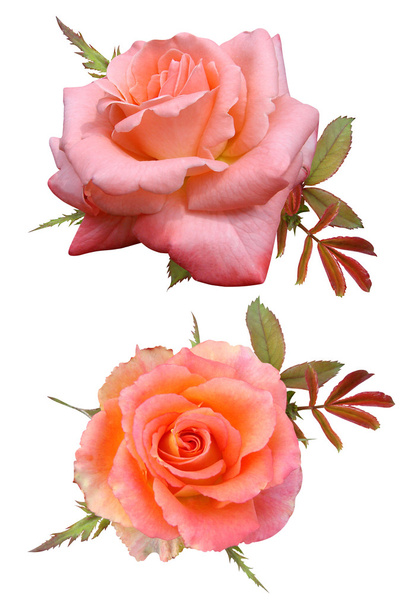 Розебуды
 - Фото, изображение