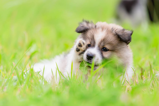 portrait picture of a cute Elo puppy on the meadow - Fotoğraf, Görsel
