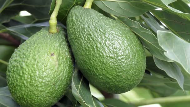 Close up van rijpe avocado opknoping op een boom - Video