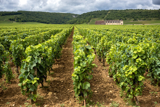Zámek s vinicemi, Burgundsko, Francie - Fotografie, Obrázek