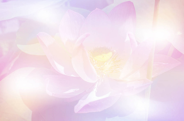 schöne Lotus im Teich mit süßem Farbverlauf Hintergrund - Foto, Bild