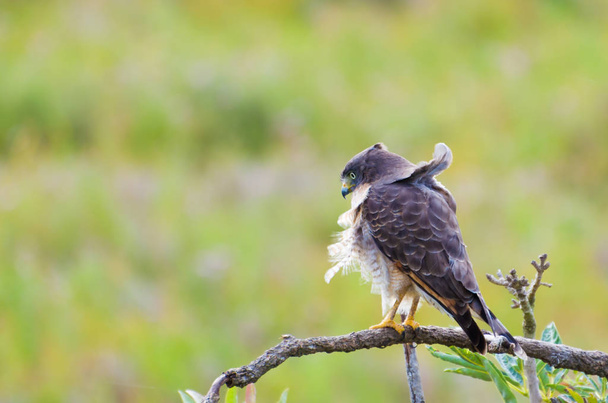 Beautiful Hawk-hawk bird or Roadside Hawk (Rupornis magnirostris) in a tree in the Brazilian wetland. - 写真・画像