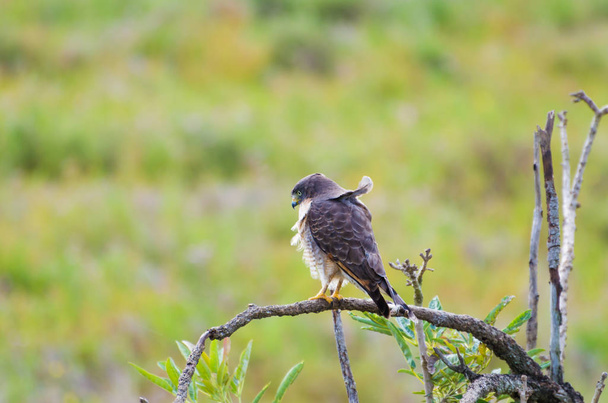 Beautiful Hawk-hawk bird or Roadside Hawk (Rupornis magnirostris) in a tree in the Brazilian wetland. - 写真・画像