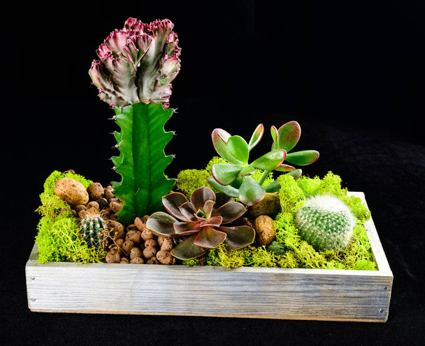 Composition with green succulent Echeveria and different types o - Foto, imagen