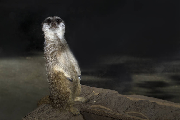 Meerkat (Сурикат) в птичнике стоит на задних лапах и смотрит в камеру, фоновое изображение
 - Фото, изображение