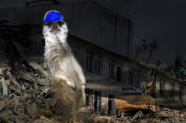 Meerkat en un casco en el fondo de un edificio en ruinas
 - Foto, Imagen